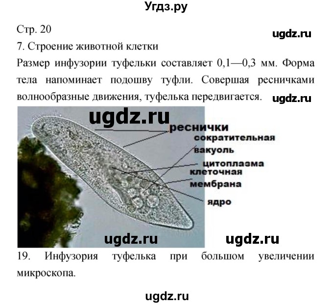 ГДЗ (Решебник) по биологии 5 класс (тетрадь-практикум) Сухорукова Л.Н. / страница номер / 20