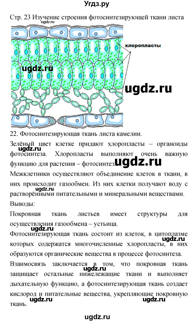 ГДЗ (Решебник) по биологии 5 класс (тетрадь-практикум) Сухорукова Л.Н. / страница номер / 23