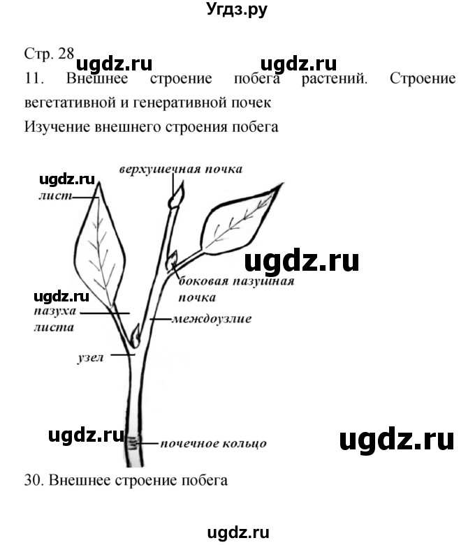 ГДЗ (Решебник) по биологии 5 класс (тетрадь-практикум) Сухорукова Л.Н. / страница номер / 28