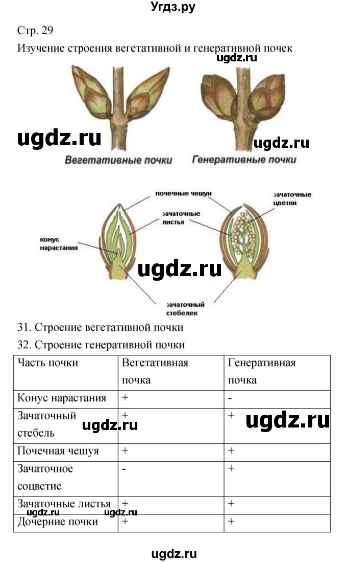 ГДЗ (Решебник) по биологии 5 класс (тетрадь-практикум) Сухорукова Л.Н. / страница номер / 29