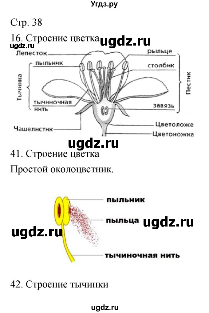 ГДЗ (Решебник) по биологии 5 класс (тетрадь-практикум) Сухорукова Л.Н. / страница номер / 38