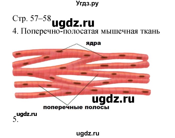 ГДЗ (Решебник) по биологии 5 класс (тетрадь-тренажёр) Сухорукова Л.Н. / часть 1. страница номер / 57–58