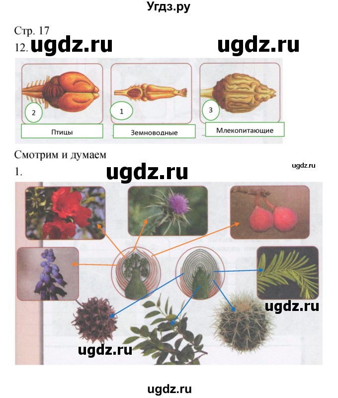 ГДЗ (Решебник) по биологии 5 класс (тетрадь-тренажёр) Сухорукова Л.Н. / часть 2. страница номер / 17