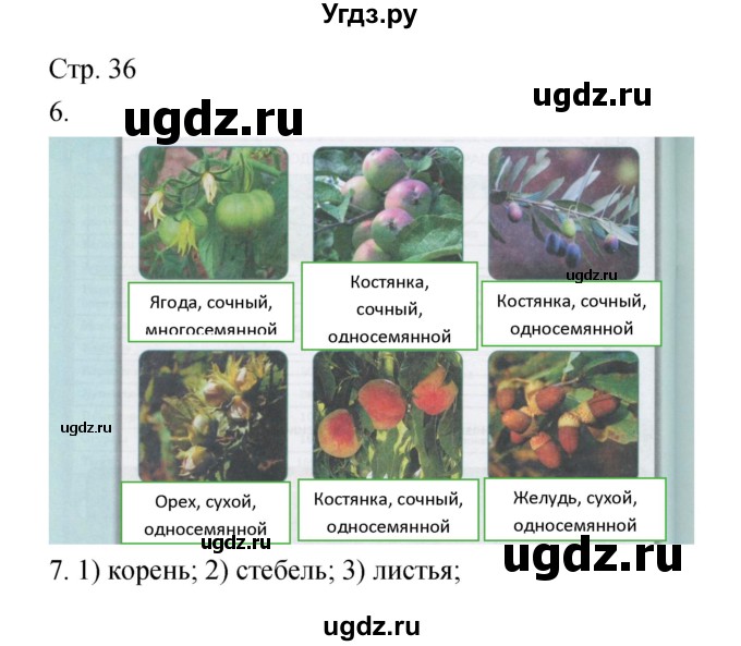 ГДЗ (Решебник) по биологии 5 класс (тетрадь-тренажёр) Сухорукова Л.Н. / часть 2. страница номер / 36