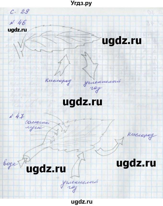 ГДЗ (Решебник) по окружающему миру 4 класс (тетрадь для самостоятельной работы) Федотова О.Н. / часть 1. страница номер / 29