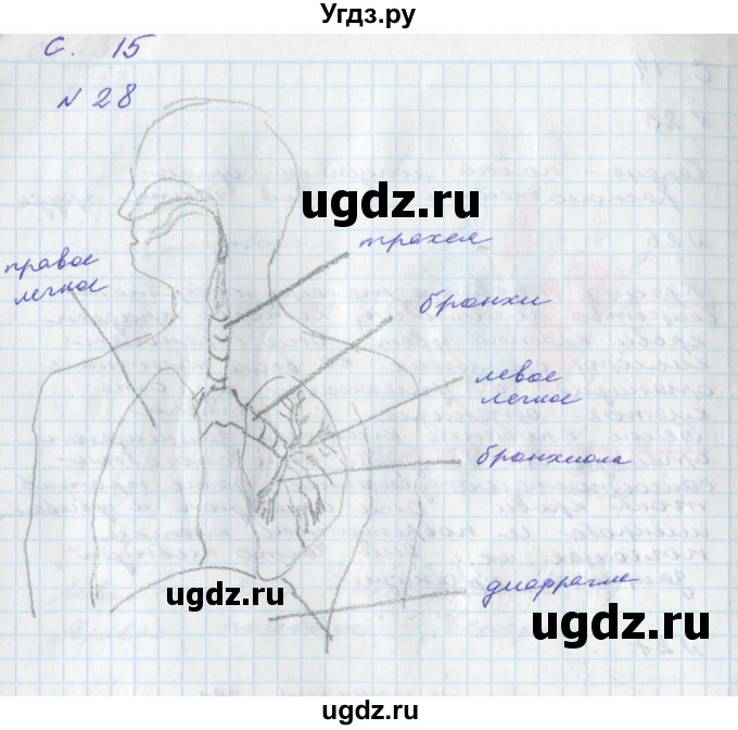 ГДЗ (Решебник) по окружающему миру 4 класс (тетрадь для самостоятельной работы) Федотова О.Н. / часть 2. страница номер / 15