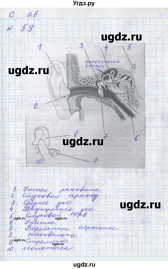 ГДЗ (Решебник) по окружающему миру 4 класс (тетрадь для самостоятельной работы) Федотова О.Н. / часть 2. страница номер / 28