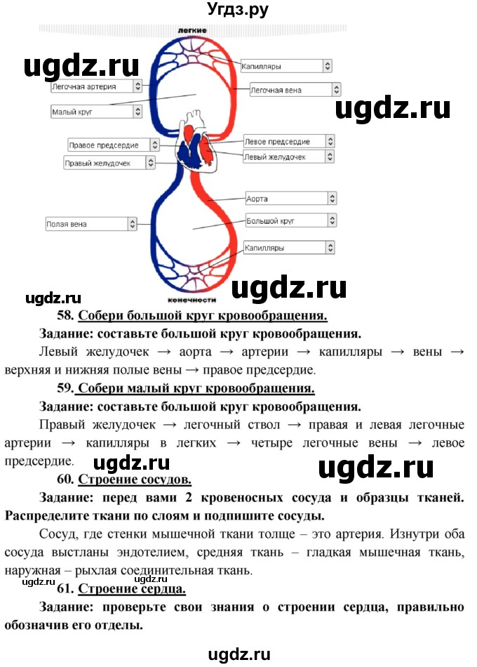 ГДЗ (Решебник к учебнику 2013) по биологии 8 класс Сонин Н.И. / страница / 149(продолжение 3)