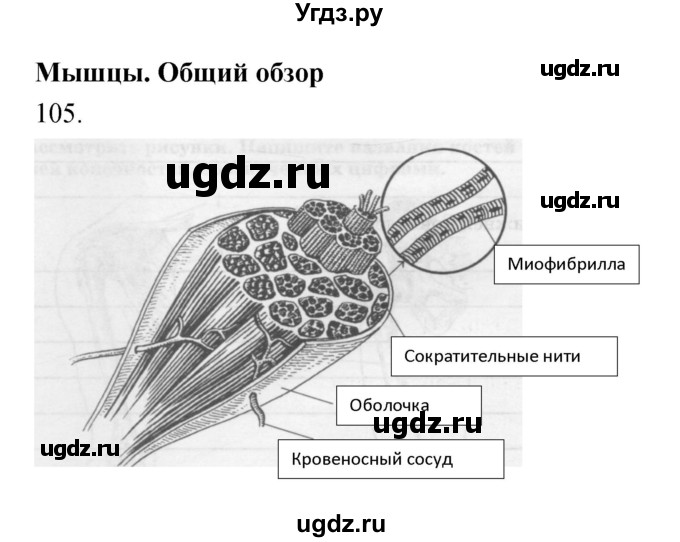 ГДЗ (Решебник к тетради 2019) по биологии 8 класс (рабочая тетрадь) Сонин Н.И. / номер / 105
