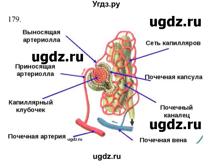 ГДЗ (Решебник к тетради 2019) по биологии 8 класс (рабочая тетрадь) Сонин Н.И. / номер / 179