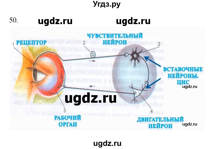 ГДЗ (Решебник к тетради 2019) по биологии 8 класс (рабочая тетрадь) Сонин Н.И. / номер / 50