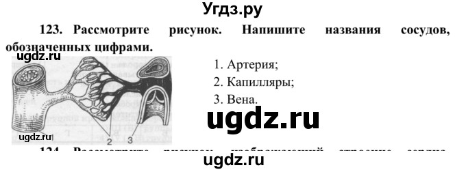 Обозначьте артерии указанные цифрами