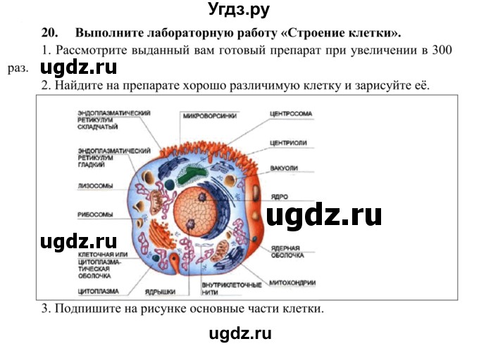 ГДЗ (Решебник к тетради 2014) по биологии 8 класс (рабочая тетрадь) Сонин Н.И. / номер / 20