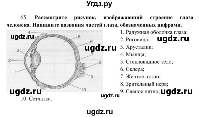 ГДЗ (Решебник к тетради 2014) по биологии 8 класс (рабочая тетрадь) Сонин Н.И. / номер / 65