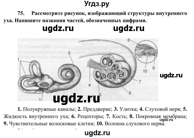 ГДЗ (Решебник к тетради 2014) по биологии 8 класс (рабочая тетрадь) Сонин Н.И. / номер / 75