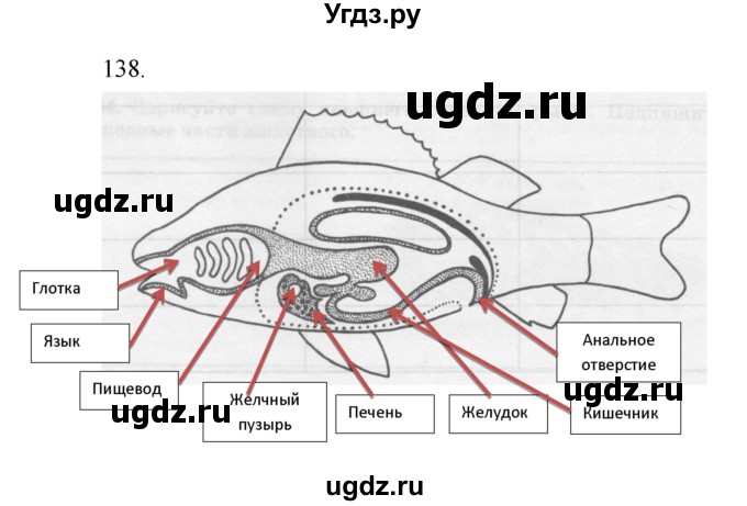 ГДЗ (Решебник) по биологии 7 класс (рабочая тетрадь) Захаров В.Б. / упражнение номер / 138