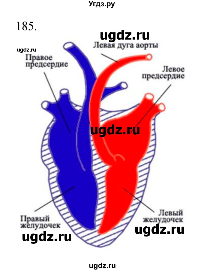 ГДЗ (Решебник) по биологии 7 класс (рабочая тетрадь) Захаров В.Б. / упражнение номер / 185