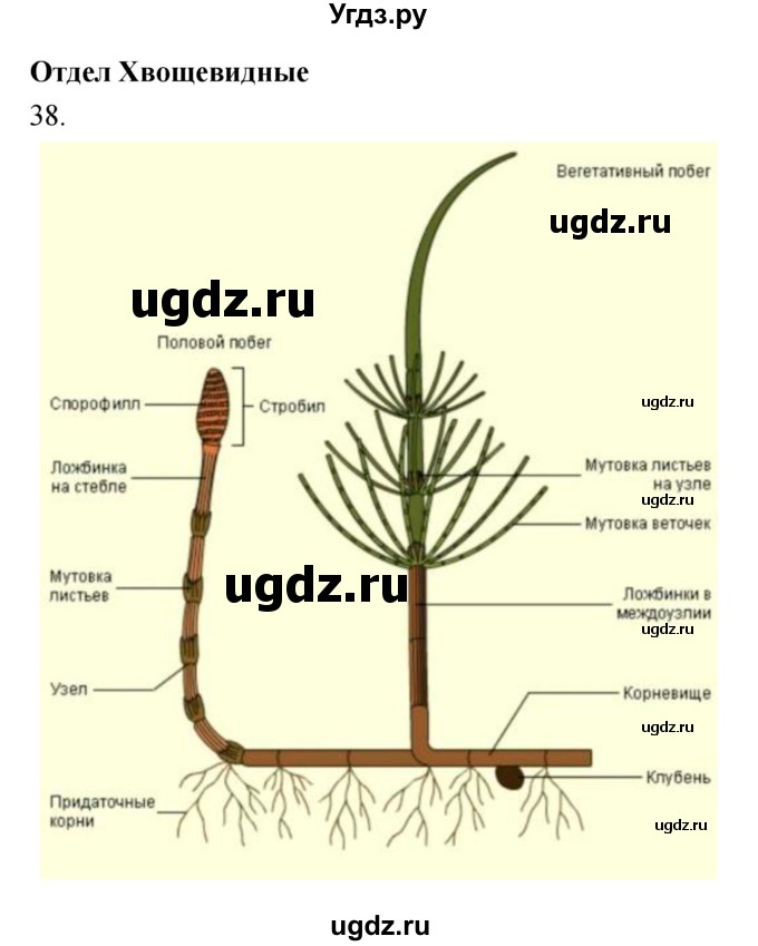 ГДЗ (Решебник) по биологии 7 класс (рабочая тетрадь) Захаров В.Б. / упражнение номер / 38