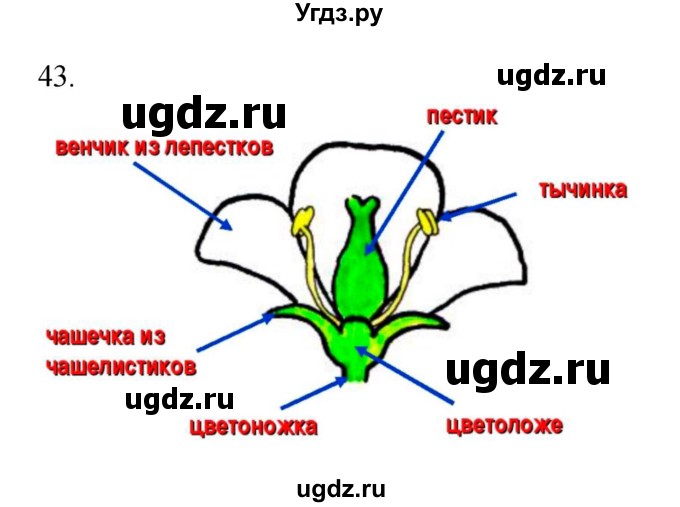 ГДЗ (Решебник) по биологии 6 класс (рабочая тетрадь) Пасечник В.В. / номер / 43
