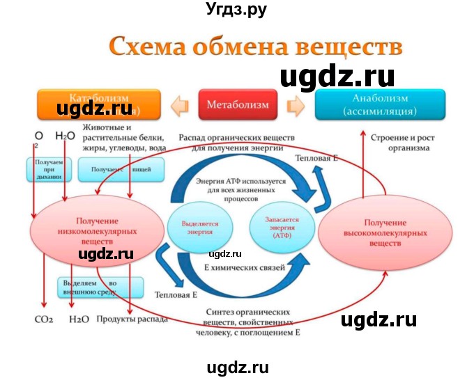 ГДЗ (Решебник) по биологии 10 класс Пасечник В.В. / страница. номер / 152(продолжение 5)