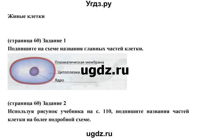 ГДЗ (Решебник) по естествознанию 5 класс (рабочая тетрадь) Плешаков А.А. / страница номер / 60