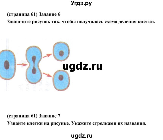 ГДЗ (Решебник) по естествознанию 5 класс (рабочая тетрадь) Плешаков А.А. / страница номер / 61