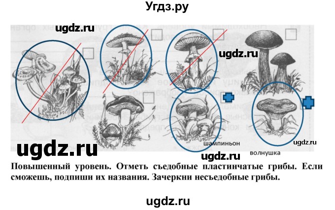 ГДЗ (Решебник) по окружающему миру 3 класс (проверочные и контрольные работы) Вахрушев А.А. / часть 1 (страница) / 46(продолжение 2)