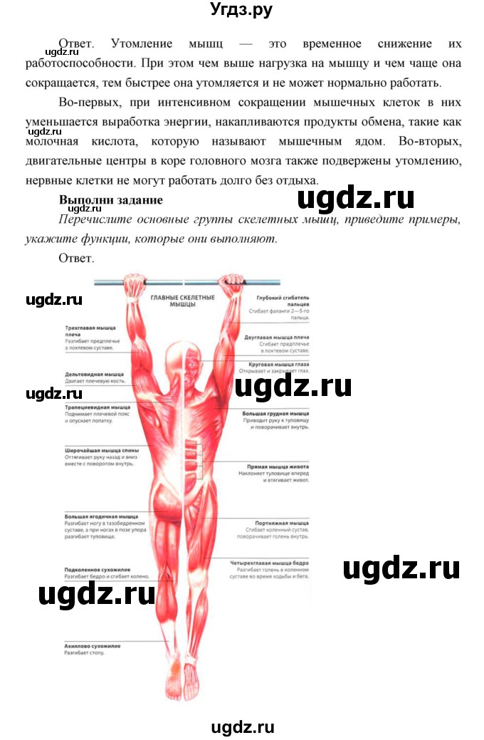 ГДЗ (Решебник) по биологии 8 класс Сивоглазов В.И. / параргаф / 21(продолжение 3)