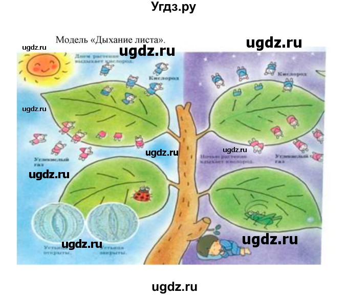 ГДЗ (Решебник) по биологии 6 класс Сивоглазов В. И. / страница / 71(продолжение 6)