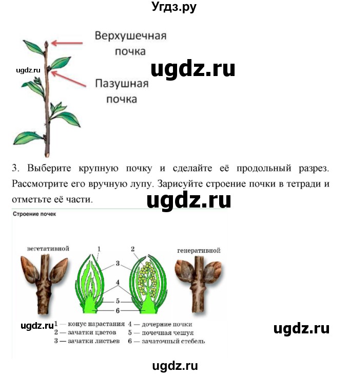 ГДЗ (Решебник) по биологии 5 класс Трайтак Д.И. / страница / 71(продолжение 2)