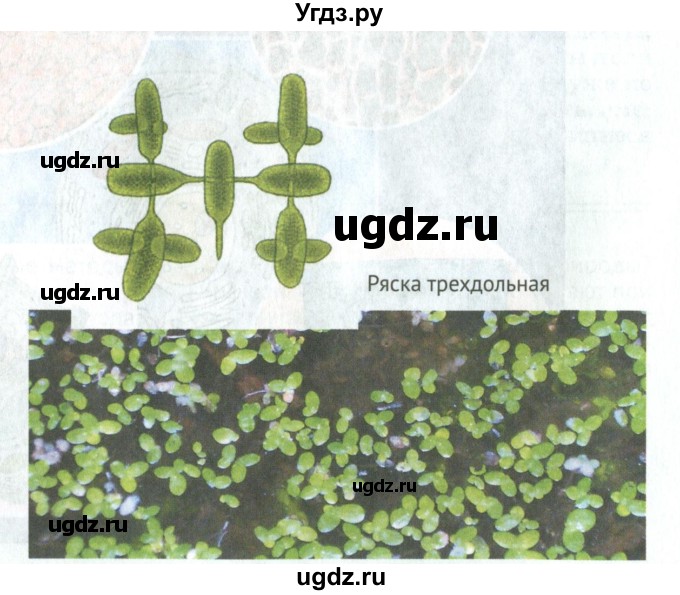 ГДЗ (Учебник) по биологии 5 класс (Организмы) Никишов А.И. / страница / 16(продолжение 3)