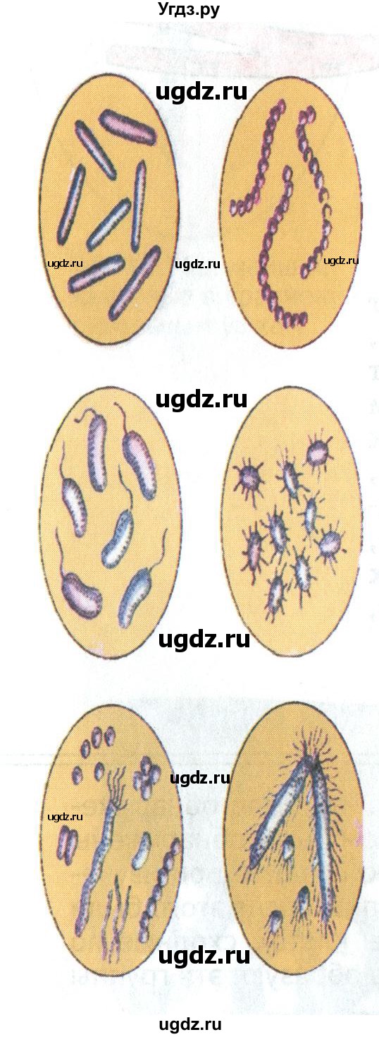 ГДЗ (Учебник) по биологии 5 класс (Организмы) Никишов А.И. / страница / 22(продолжение 2)