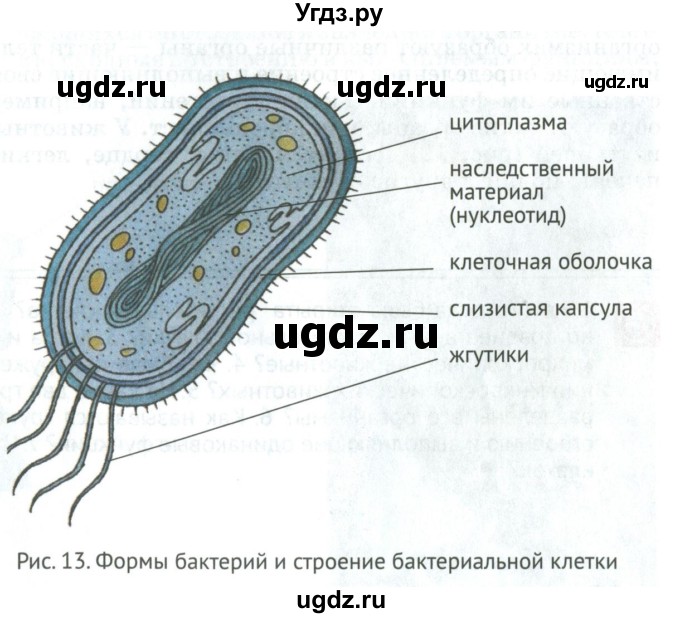 ГДЗ (Учебник) по биологии 5 класс (Организмы) Никишов А.И. / страница / 22(продолжение 3)