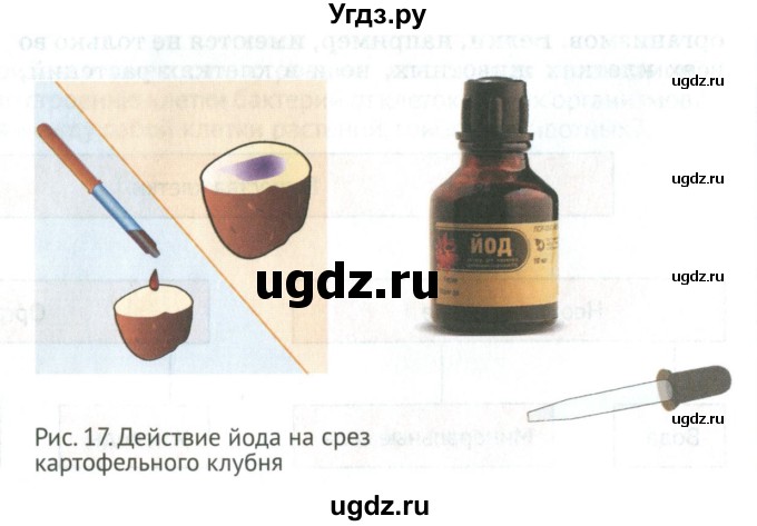 ГДЗ (Учебник) по биологии 5 класс (Организмы) Никишов А.И. / страница / 25(продолжение 5)