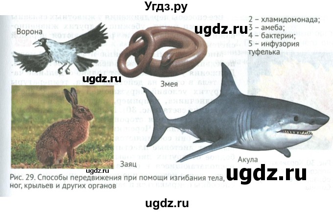 ГДЗ (Учебник) по биологии 5 класс (Организмы) Никишов А.И. / страница / 37(продолжение 3)