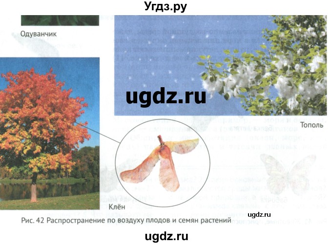 ГДЗ (Учебник) по биологии 5 класс (Организмы) Никишов А.И. / страница / 51(продолжение 5)