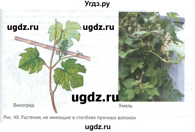 ГДЗ (Учебник) по биологии 5 класс (Организмы) Никишов А.И. / страница / 57(продолжение 3)