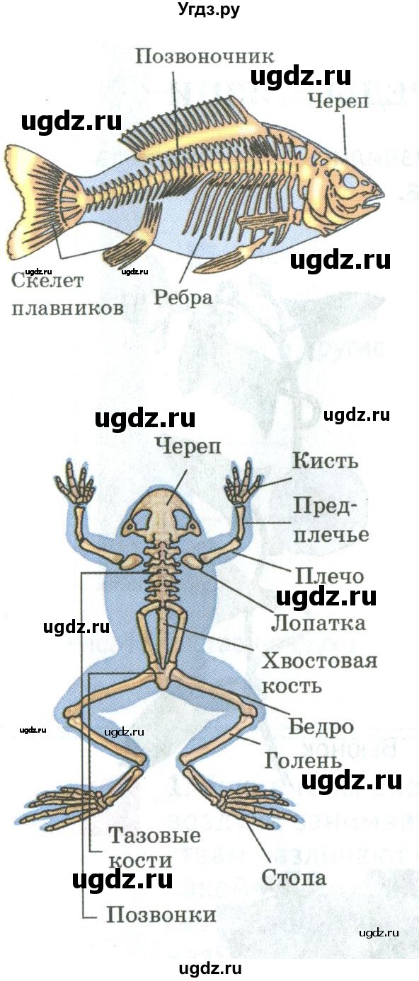 ГДЗ (Учебник) по биологии 5 класс (Организмы) Никишов А.И. / страница / 57(продолжение 5)