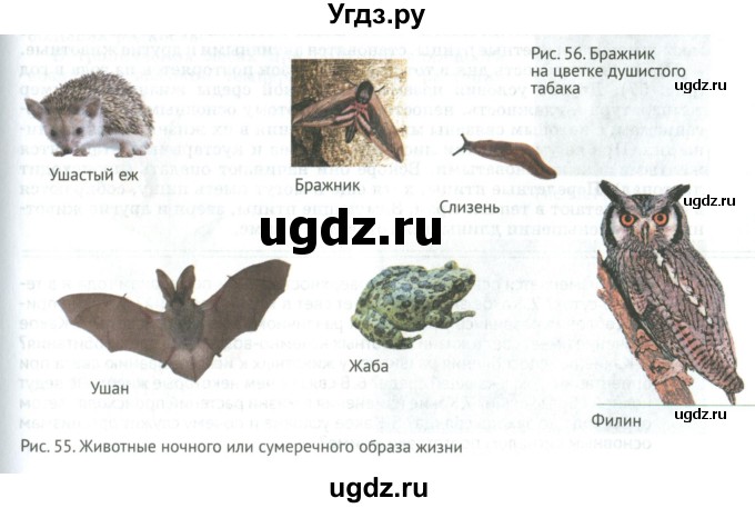 ГДЗ (Учебник) по биологии 5 класс (Организмы) Никишов А.И. / страница / 60(продолжение 8)