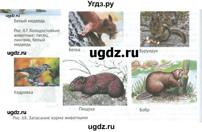 ГДЗ (Учебник) по биологии 5 класс (Организмы) Никишов А.И. / страница / 69(продолжение 4)