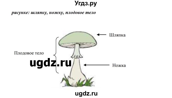 ГДЗ (Решебник) по биологии 5 класс (рабочая тетрадь) Сивоглазов В.И. / страница / 63(продолжение 2)