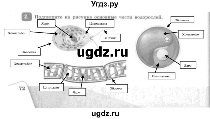 ГДЗ (Решебник) по биологии 5 класс (рабочая тетрадь) Сивоглазов В.И. / страница / 72(продолжение 3)