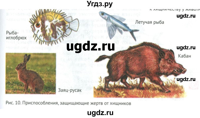 ГДЗ (Учебник) по биологии 6 класс Никишов А.И. / страница / 12(продолжение 4)