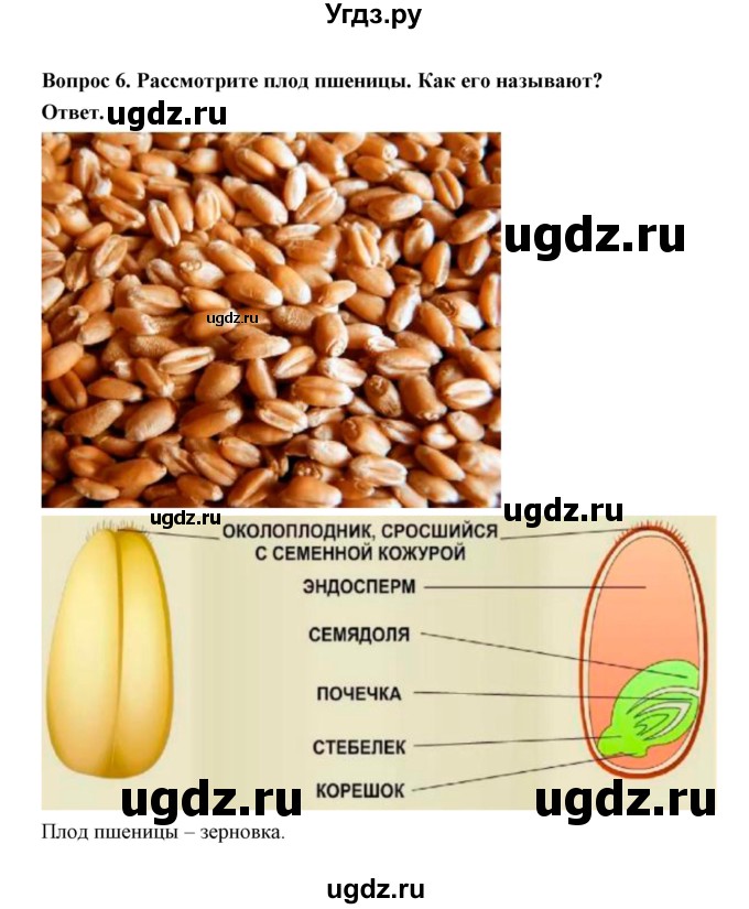 ГДЗ (Решебник) по биологии 7 класс В.В. Пасечник / параграф 11 / задание / 1(продолжение 6)