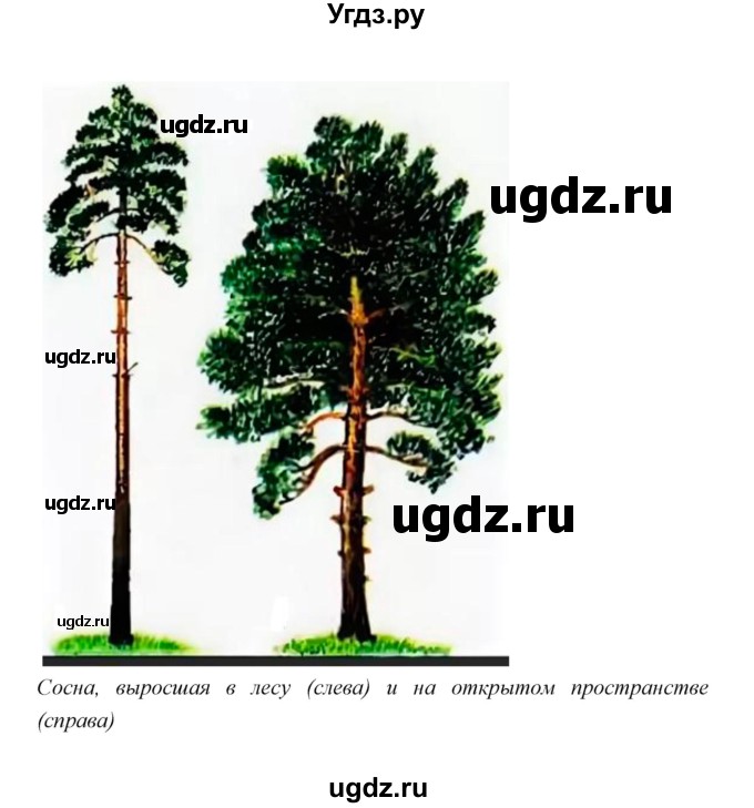 ГДЗ (Решебник) по биологии 7 класс В.В. Пасечник / параграф 13 / задание / 2