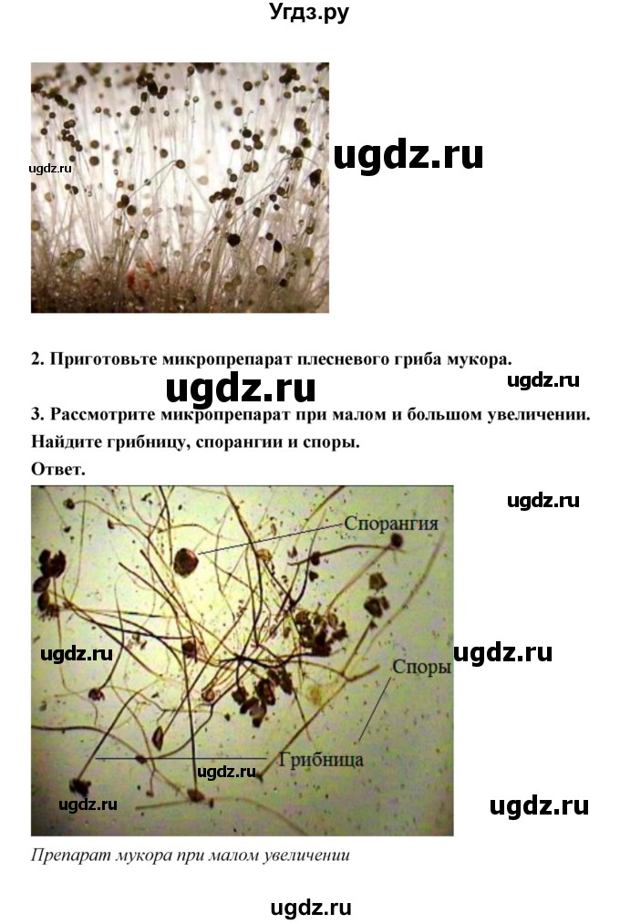 ГДЗ (Решебник) по биологии 7 класс В.В. Пасечник / параграф 21 / задание / 1(продолжение 2)