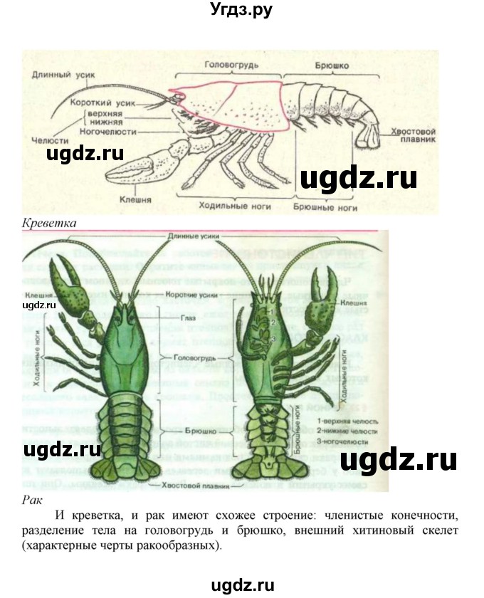 ГДЗ (Решебник) по биологии 7 класс (рабочая тетрадь) В. В. Латюшин / параграф 14 (упражнение) / 5(продолжение 2)