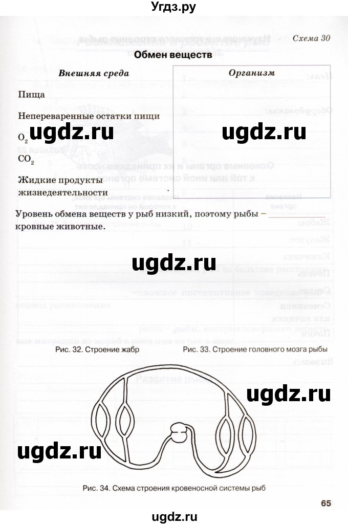 ГДЗ (Учебник) по биологии 7 класс (рабочая тетрадь) Н.Ф. Бодрова / тема 7 (страница) / 65