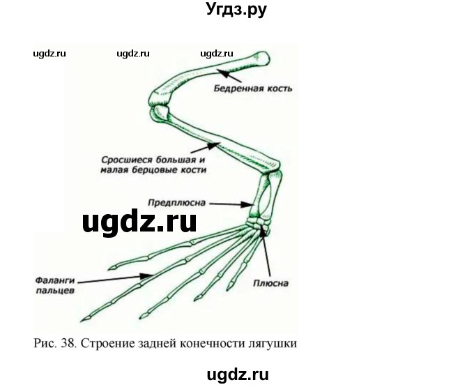 ГДЗ (Решебник) по биологии 7 класс (рабочая тетрадь) Н.Ф. Бодрова / тема 7 (страница) / 74(продолжение 2)