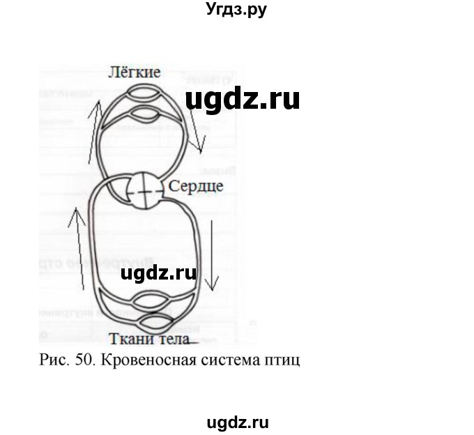 ГДЗ (Решебник) по биологии 7 класс (рабочая тетрадь) Н.Ф. Бодрова / тема 7 (страница) / 92(продолжение 2)